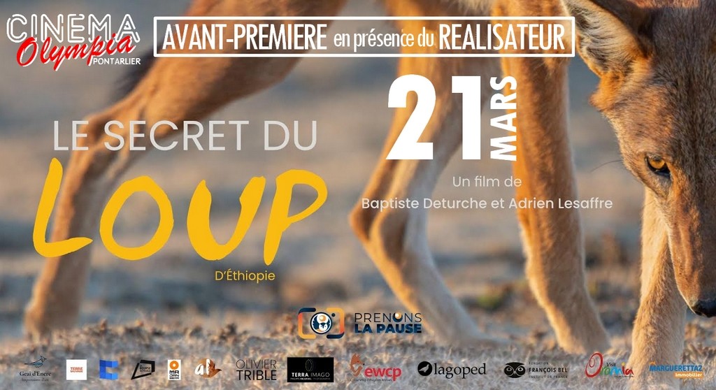 actualité le Secret du Loup d'Ethiopie